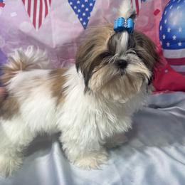 Jiffy - Red and white male Shih Tzu puppy in Morrisville, Missouri from Sweetbriar Shih Tzu