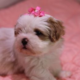 Shih Tzu Puppies from Kissyface Shih Tzu