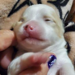 Female 1 - Cream and white female Chihuahua puppy in Oklahoma City, Oklahoma from Teacup Chihuahuas and Friends