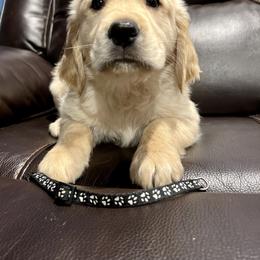 Golden Retriever Puppies from Renko Kennel