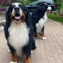 Bernese Mountain Dogs from Mountain Bliss
