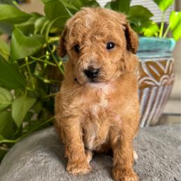 Tango - Apricot male Poodle puppy in Los Angeles, California from Exquisite Doodles
