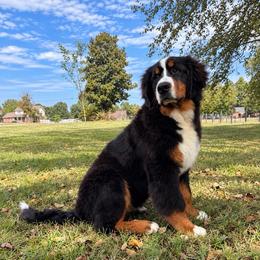 Armani - Tri-color male Bernese Mountain Dog puppy in Harrisburg, North Carolina from Bunn Ranch Goldens & Bernese