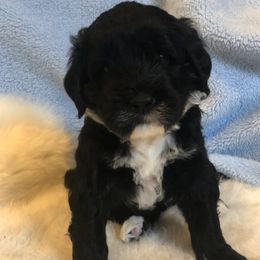Portuguese Water Dog Puppies from Lakehouse Porties