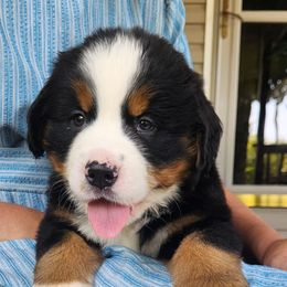 Molly - Black rust and white female Bernese Mountain Dog puppy in Auburn, Indiana from Swamp Creek Berners