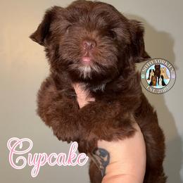 Cupcake - Liver female Yorkshire Terrier puppy in London, Kentucky from Soto Yorkies