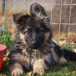 German Shepherd Puppies from Morgen Haus Shepherds