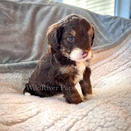 Aussiedoodle Puppies from WildRiver Pups