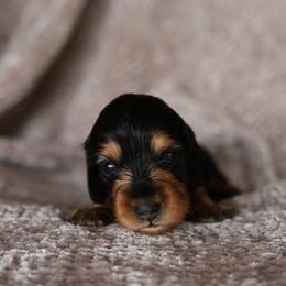 Dachshund puppies from Golden Hill Dachshunds