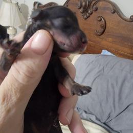 GIRL 2 - Black and tan female Dachshund puppy in Paradise, Texas from C and J Minis