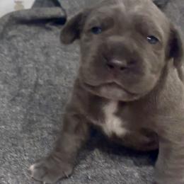 Green - Blue male Neapolitan Mastiff puppy in Ramona, California from San Diego Mastiff