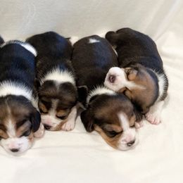Beagles from Willow Bark Beagles