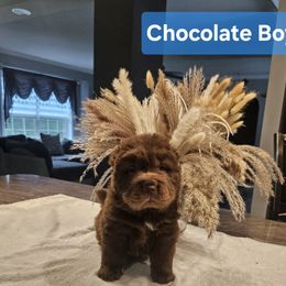 Chocolate Boy - Chocolate dilute male Chinese Shar-Pei puppy in Blossvale, New York from CNY Shar Peis