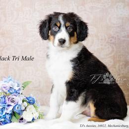 Rick - Black tri-color male Australian Shepherd puppy in Mechanicsburg, Pennsylvania from TJ's Aussies