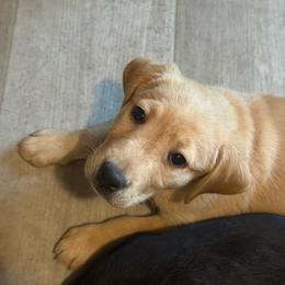 Peanut - Yellow female Labrador Retriever puppy in Wittmann, Arizona from AM Labradors