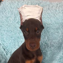 Doberman Pinscher puppies from TopSpots Farm