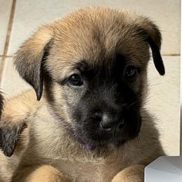Purple - Gray fawn female Anatolian Shepherd Dog puppy in Winter Haven, Florida from Karen's Anatolian Shepherd Dogs