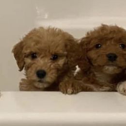 Goldendoodles from Goldendoodles of Oz