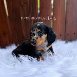 Arthur - Dapple male Dachshund puppy in Robesonia, Pennsylvania from Happily Ever After’s Puppies