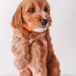 Pecan (Orange) - Red  male Goldendoodle puppy in Beaverton, Oregon from Henry Elliots