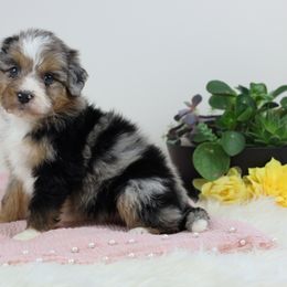 Aussiedoodle Puppies from Crystal Ridge Doodles