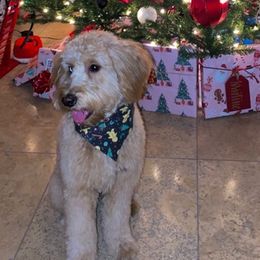 Goldendoodles from Montaña Doodles