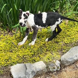Great Dane and Miniature Schnauzer Puppies from River Valley Great Danes