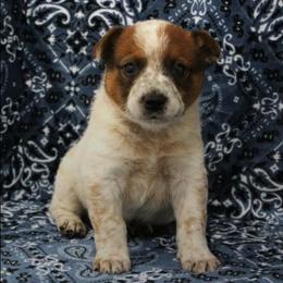 Copper - Red mottled male Australian Cattle Dog puppy in Danville, Arkansas from 4 Hills Cattle Dogs