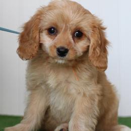 Dill - Red male Cavapoo puppy in Springtown, Texas from North Texas Puppies