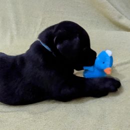 Labrador Retriever Puppies from Labradors Forever