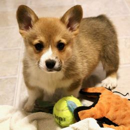 Kubota - Red female Pembroke Welsh Corgi puppy in Greentop, Missouri from Sevits Corgis & Golden Retrievers