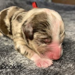 Cookie - Chocolate merle female Bernedoodle puppy in New Ringgold, Pennsylvania from Hawk Mountain Doodles