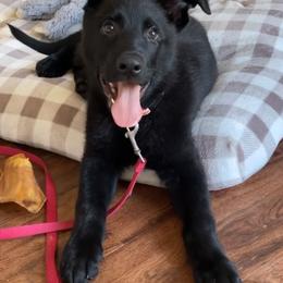 German Shepherd Puppies from German Shepherds Vom Der Goldstadt