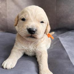 Mac - Cream male Goldendoodle puppy in Houston, Texas from Were The Mack'Doodles
