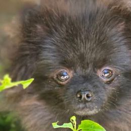 Pomeranians from Raveno Poms