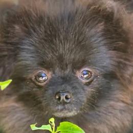 Pomeranians from Raveno Poms