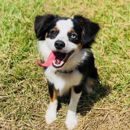 Lola - Toy Australian Shepherd