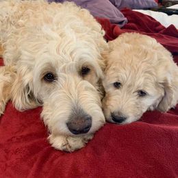 Goldendoodles from Williams Ranch Doodles