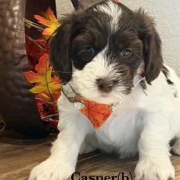 Casper - Cream male Australian Labradoodle puppy in Citrus Heights, California from Elite Blend Labradoodles
