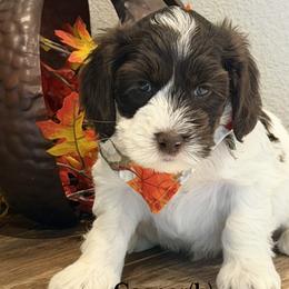 Casper - Cream male Australian Labradoodle puppy in Citrus Heights, California from Elite Blend Labradoodles