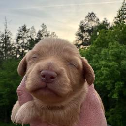 Gwen - Red female Dachshund puppy in Knoxville, Tennessee from East TN Dachshunds