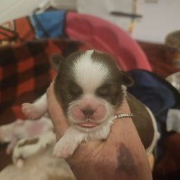Boy 3 - Liver and white Shih Tzu puppy in Cook County, Illinois from My Tzu Crew