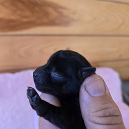 Boy 1 - Parti male Yorkshire Terrier puppy in Mountain Grove, Missouri from Precious Puppies