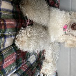 Goldendoodle Puppies from First Mountain Doodles