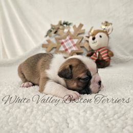 Fudge - Red male Boston Terrier puppy in Mulberry, Arkansas from White Valley Boston Terriers