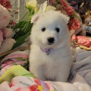 Lily - White American Eskimo Dog puppy in Florida from Kathy's American Eskimo Dogs