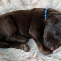 Banjo - Aussiedoodle puppy in Chattanooga, Tennessee from Remedy Ridge Aussiedoodles