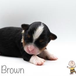 Charlie Brown - Black tri male Miniature American Shepherd puppy in Groesbeck, Texas from Empire Miniature American Shepherds