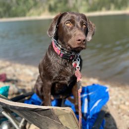 Labrador Retriever All Grown Up from Rocky Mountain Dogs - Utah