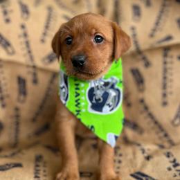 Whisper - Yellow female Labrador Retriever puppy in Puyallup, Washington from 12 Door Farm Labradors